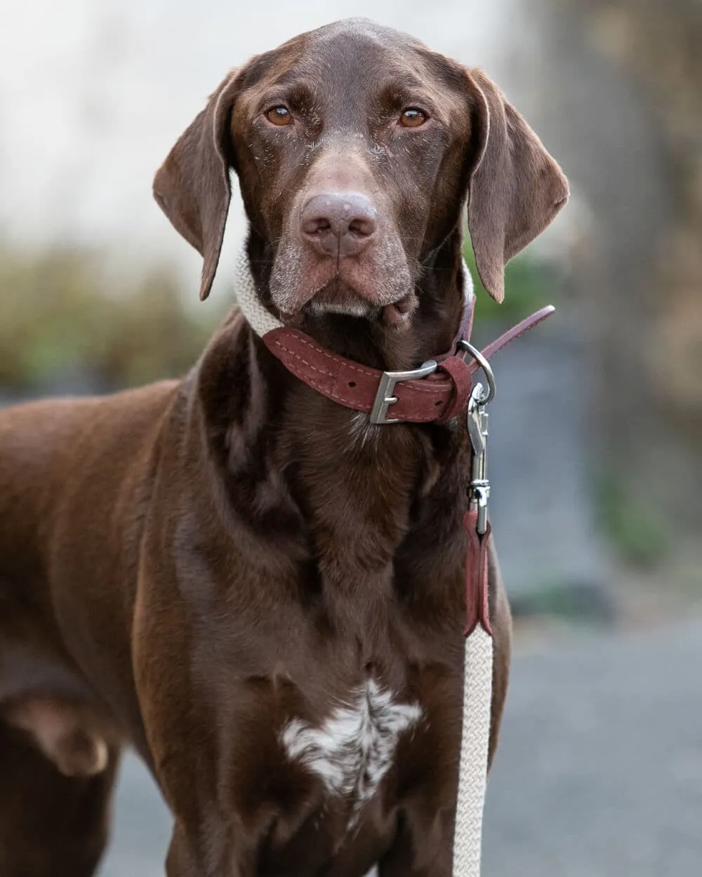 Brown Rope and Suede Leather Dog Lead