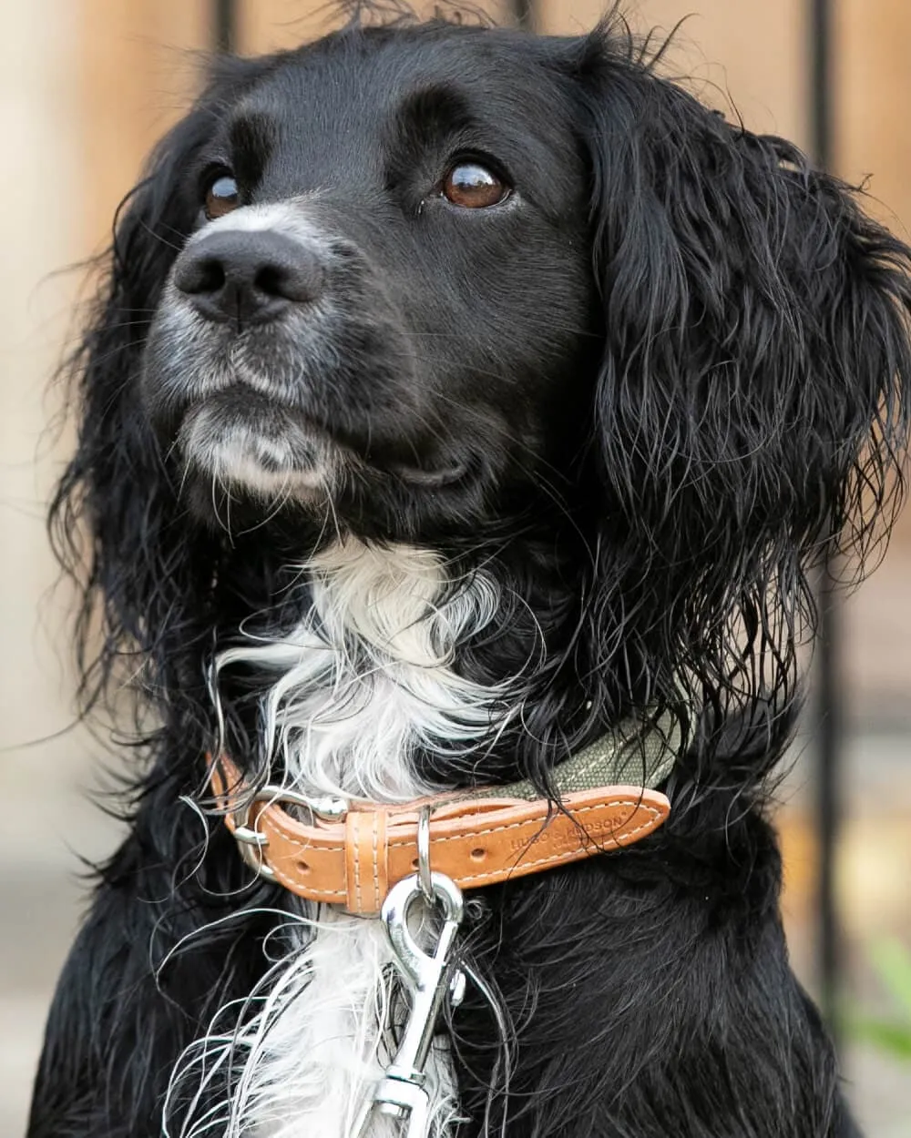 Green and Tan Dog Collar